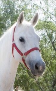 An image of Daisy a white horse who participated in Equine Therapy.