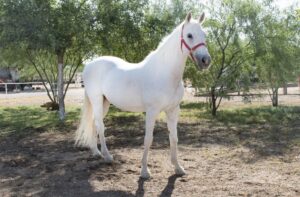 image of therapy horse Daisy at Hoofbeats with Heart