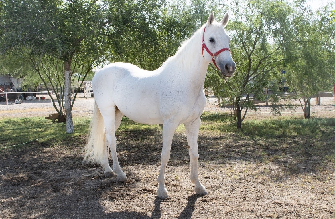 image of therapy horse Daisy at Hoofbeats with Heart